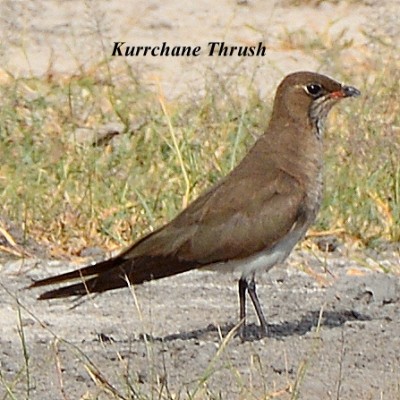 Kurrchane Thrush